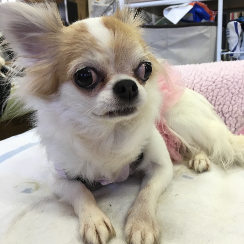 【今日の里帰りワンコ🐶トイプードルのこまさ君💕チワワのコロンちゃん💕ミニピンのヤマト君💕】No,1